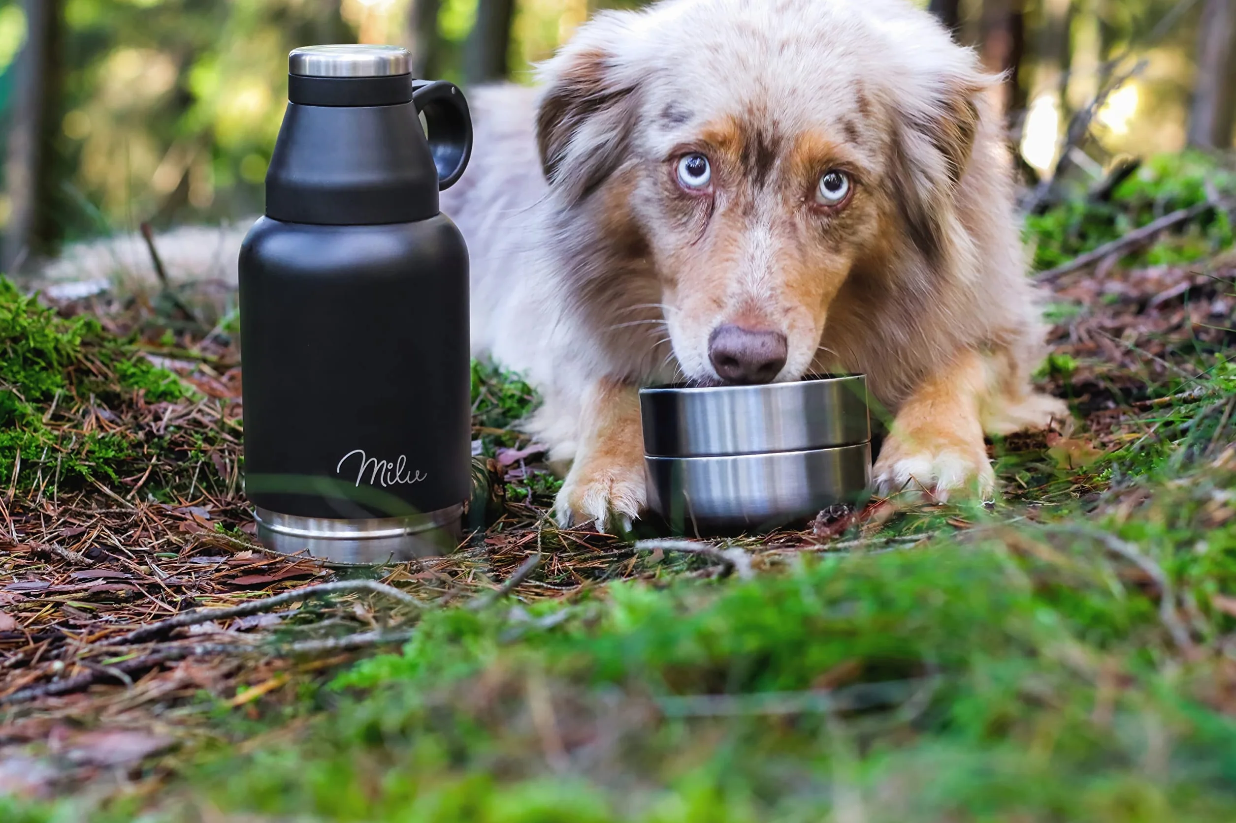 Milu Borraccia per cani da viaggio, 950 ml, con ciotola, isolata, in acciaio inox, per cani, con contenitore per cibo, ciotola, cane, escursionismo, viaggi, passeggiate
