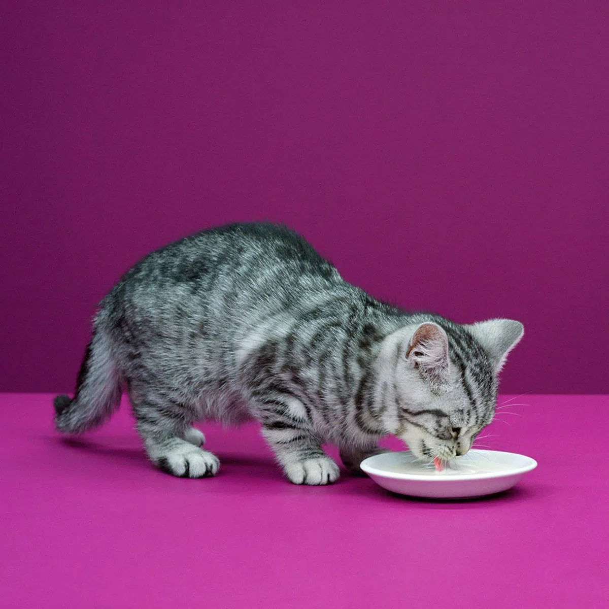 Whiskas Latte per Gatti a Partire da 6 Settimane, 15 Bottiglie, 15 x 200 ml, Delizioso Snack per Un Gatto Felice, Prodotto da lattosio e Facilmente digeribile, 3 l (Confezione da 1)