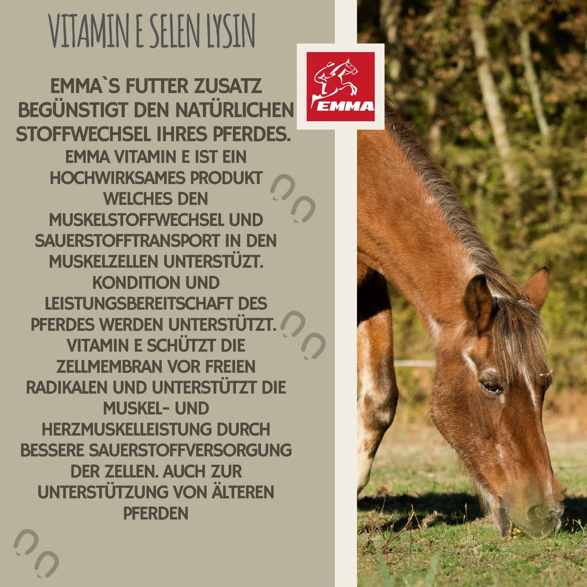 Vitamina E Cavallo I Selenio Cavallo I Vitamina E Selenio Lisina Cavallo I VIT E Mangime supplementare Booster energetico Muscolo I Costituzione muscolare I mangime Senior Selenio altamente dosato 1L
