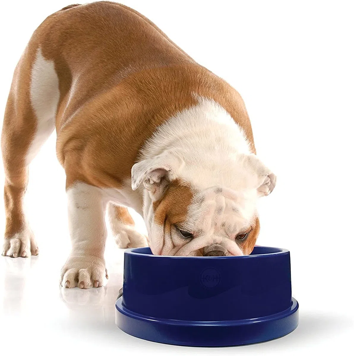 K&H Pet | Ciotola rinfrescante per l'acqua per Cani e Gatti Cooling Water Bowl | 2,7 Litri
