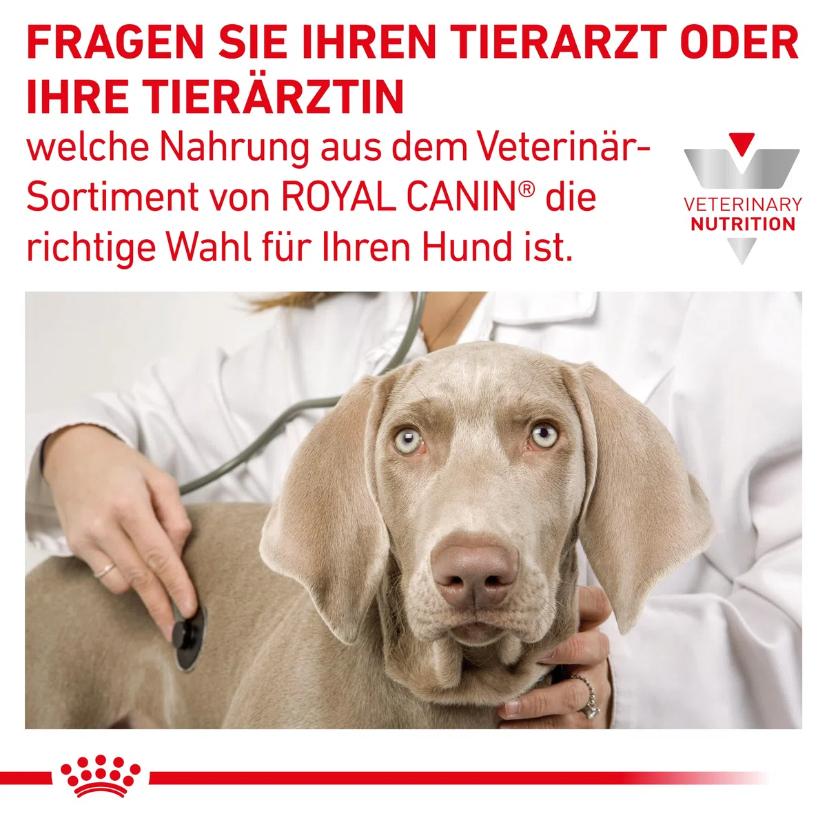 ROYAL CANIN Veterinary Gastrointestinale Mousse | 12 x 200 g | Alimento dietetico completo per cani adulti | per il supporto digestivo | ad alto contenuto energetico