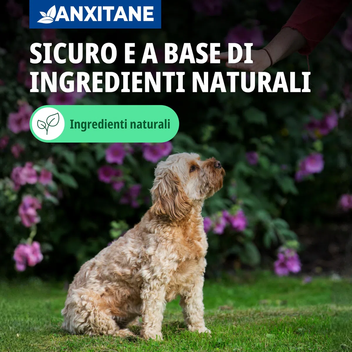 Virbac Anxitane M/L