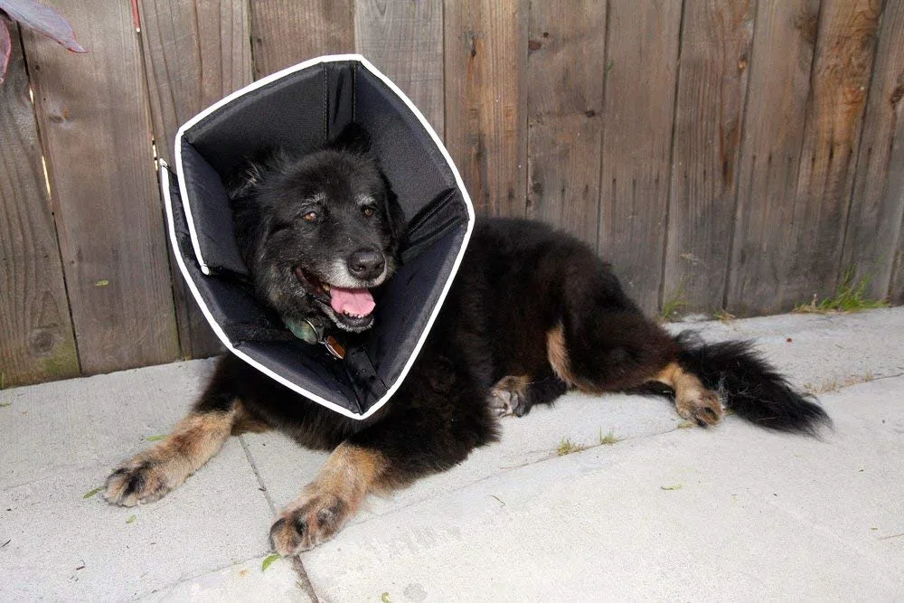 All Four Paws, The Comfy Cone, collare a cono per convalescenza, Nero, Small