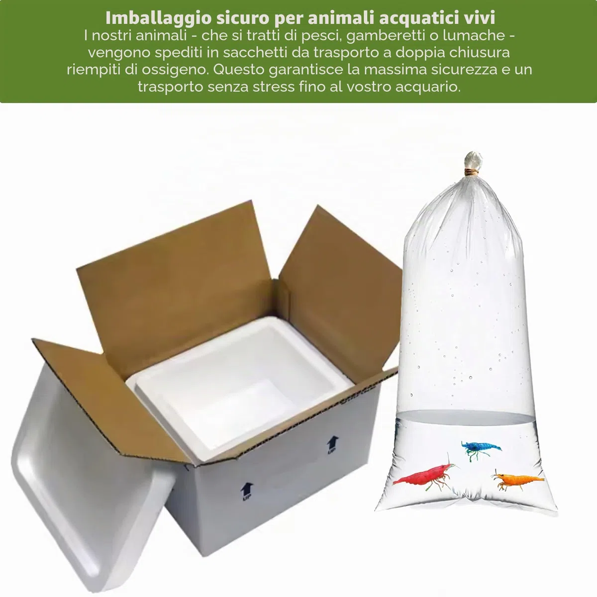 Neocaridina - Gamberetti vivi per Acquario, 10 Pezzi, Diversi Colori, gamberi vivi per Acquario, Misura 1-1,5 cm Aquarium Shrimps