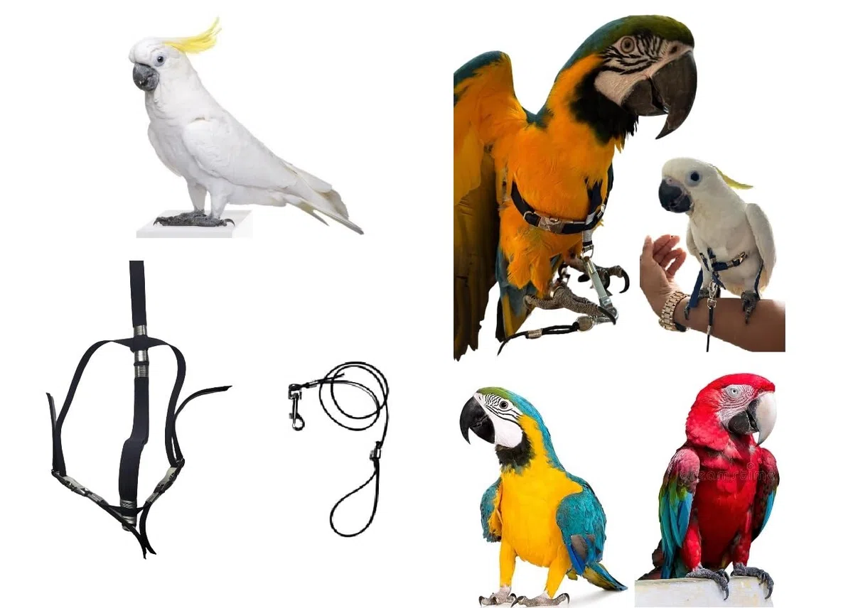 PETTORINA REGOLABILE PER PAPPAGALLI MISURA ARA O CACATUA elastico 10 mm 2 attacchi ACCIAIO REGOLABILI GUINZAGLIO 3mm nero PR (arancio fluo)
