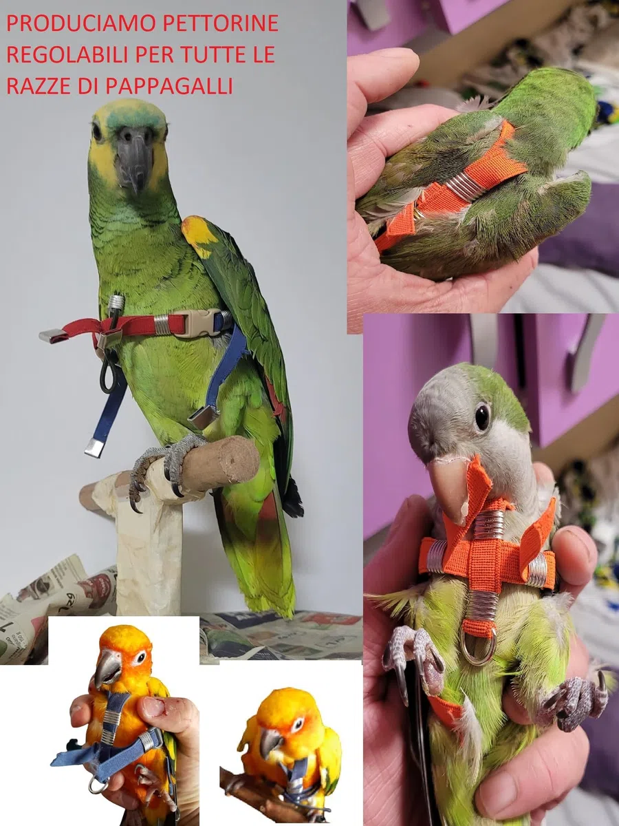 PETTORINA REGOLABILE PER PAPPAGALLI MISURA ARA O CACATUA elastico 10 mm 2 attacchi ACCIAIO REGOLABILI GUINZAGLIO 3mm nero PR (arancio fluo)