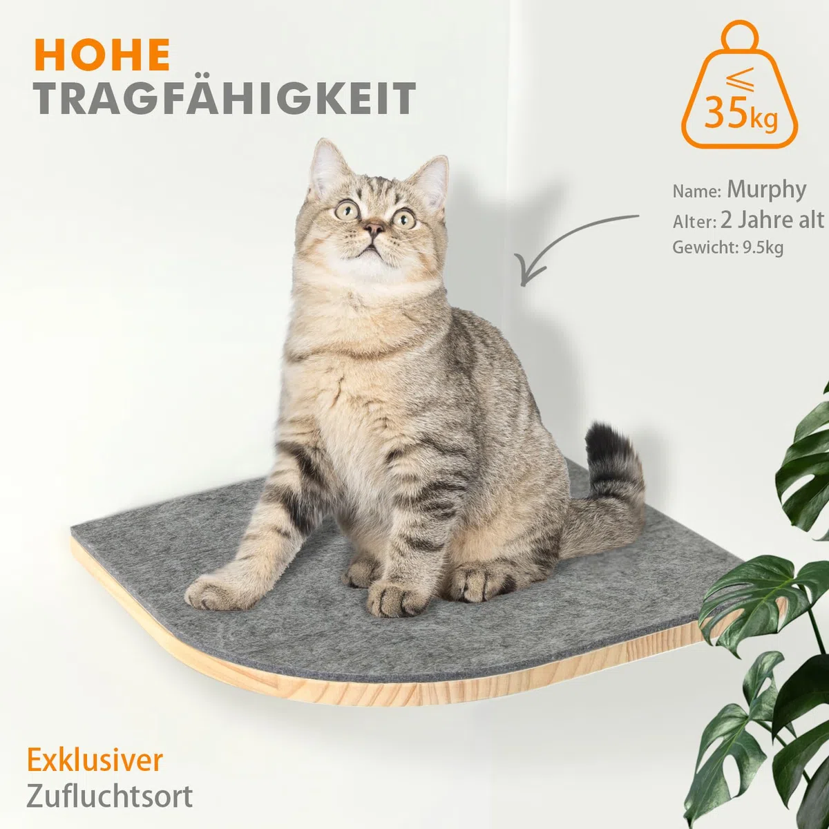 Pawtasy Pareti da arrampicata per gatti, set da 4 pareti per gatti, in legno naturale, fino a 35 kg