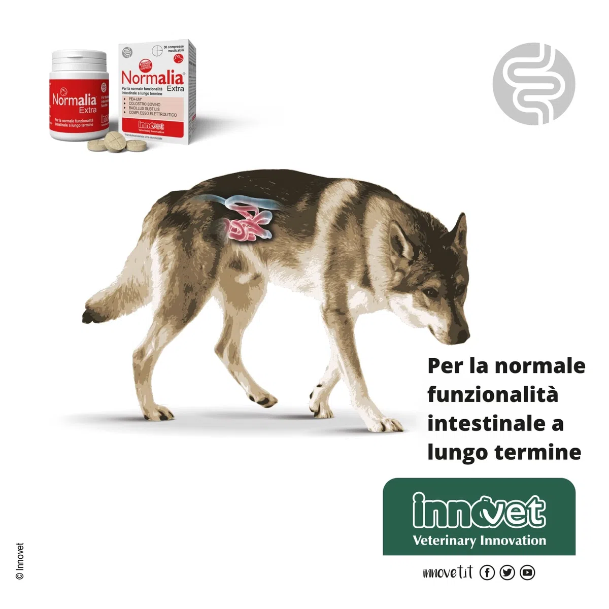 Normalia Extra per Cani – Supporto Intestinale Avanzato – con Probiotici, Colostro Bovino e PEA-um – Aiuta la Consistenza delle Feci e l’Equilibrio della Microflora Intestinale – 30 cpr