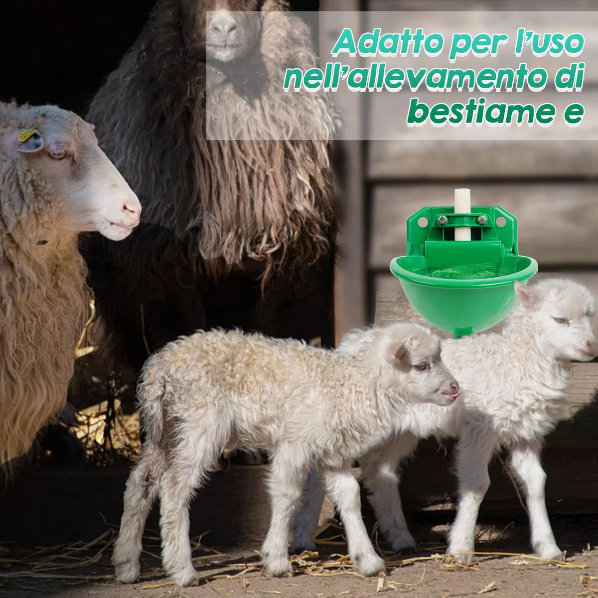 Abbeveratoi Automatici per Pecore, Capre, Cavalli e Mangiatoie per Pascoli di Bestiame con Fori di Drenaggio