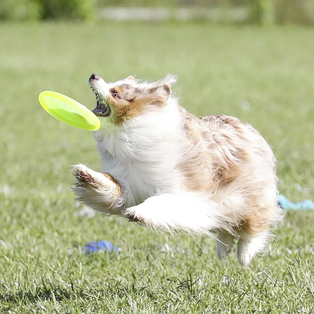 Hyperflite Jawz Pup, 18cm , Glow-in-the-Dark