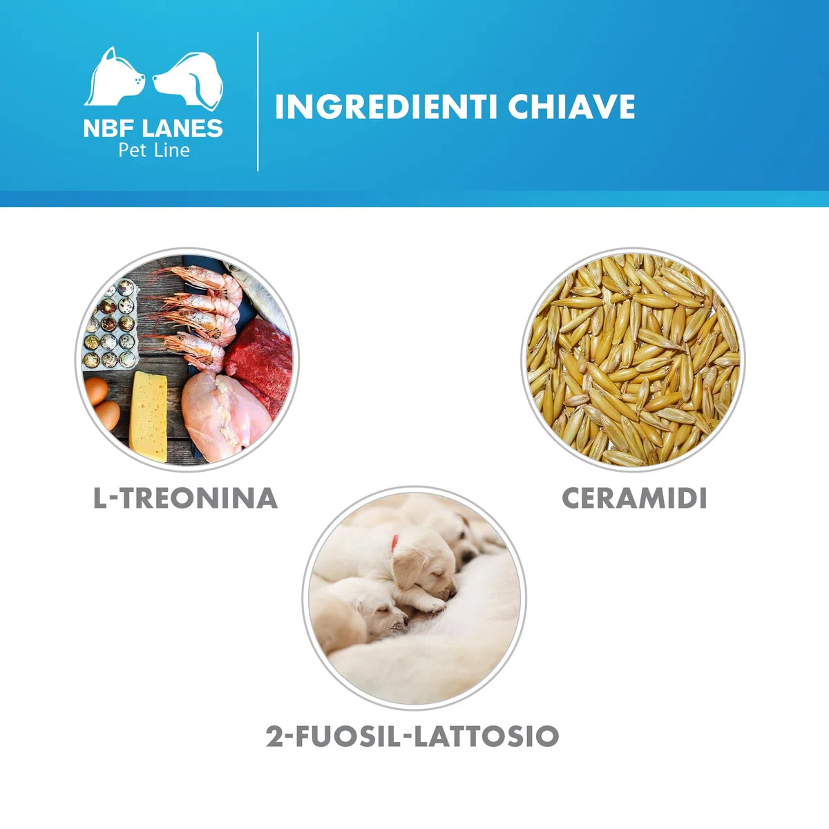 NBF LANES | Reupair Cane e Gatto, Viscogel 30 Stick da 2g (60 g), Per la Normale Funzionalità Barriera Intestinale