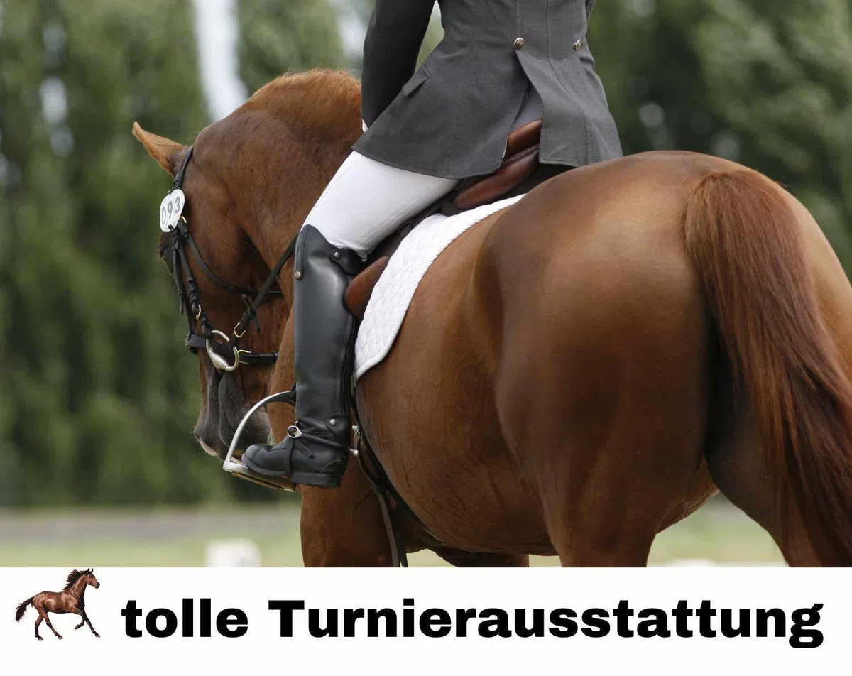 Harry`s Horse Plastron Sparkle da donna per dressur equitazione