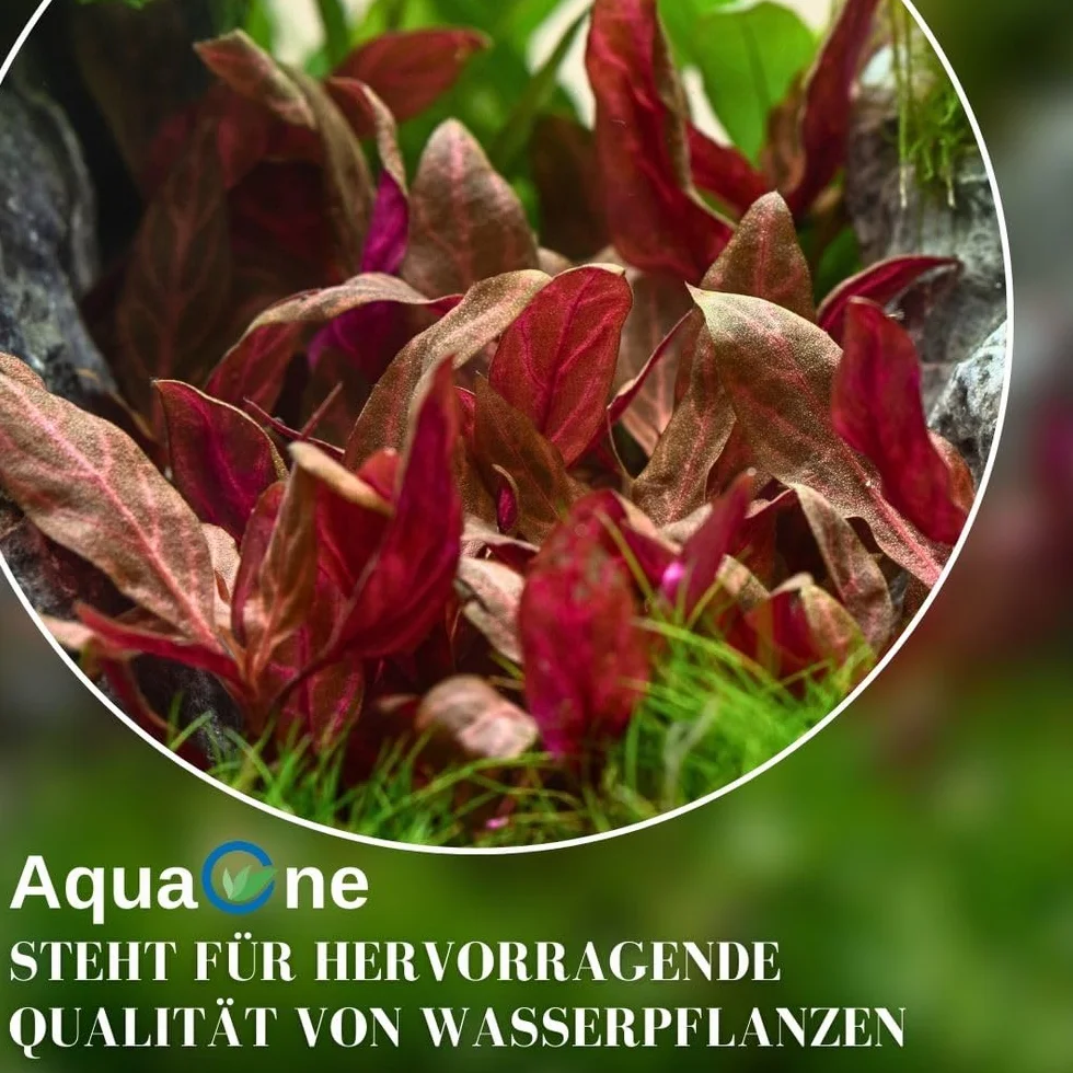 AquaOne Piante per Acquario I 5 x Piante Acquatiche I Piante di Acquario Colorate I Limnophila Alternanthera Ammannia Ludwigia I Piante per Fondo