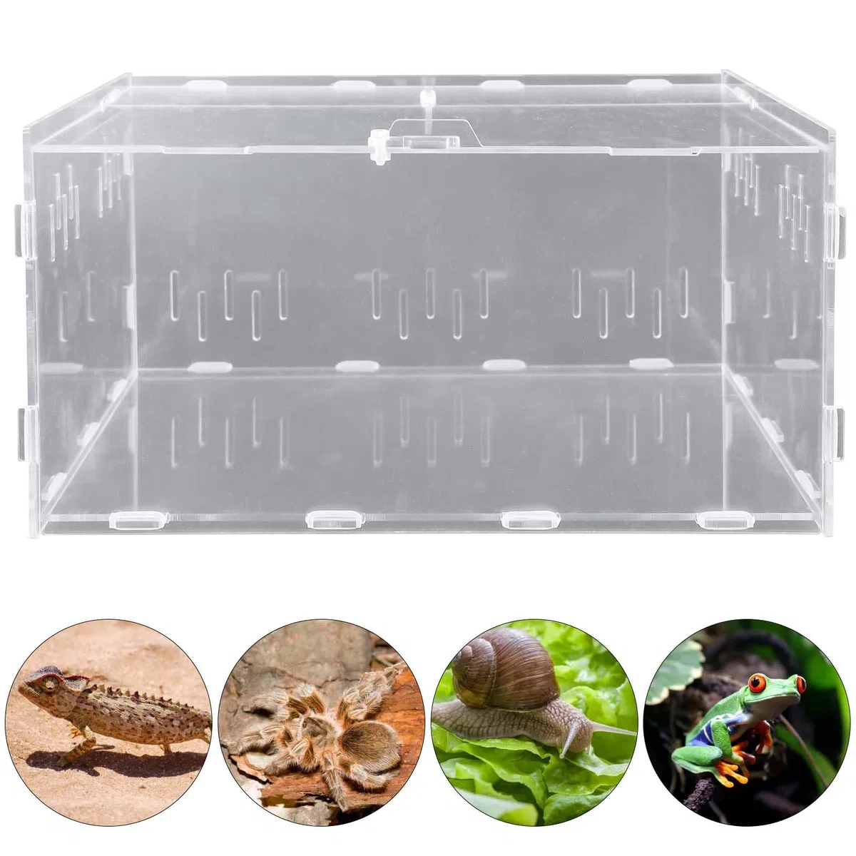 Reptil - Scatola di alimentazione in acrilico, 30 x 20 x 15 cm, per terrario, per insetti e rettili, terrario, per tartarughe d'acqua, ragni, criceti, granchio eremita, lucertola