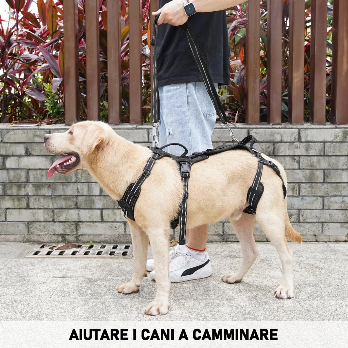 COODEO Imbracatura per Cani, Supporto e Fodera per Passeggio, Gilet di Riabilitazione per Zampe Posteriori, Trasportino per Cani Anziani con Infortuni e Artrite, Aiuto per Salire le Scale. (Nero, XL)