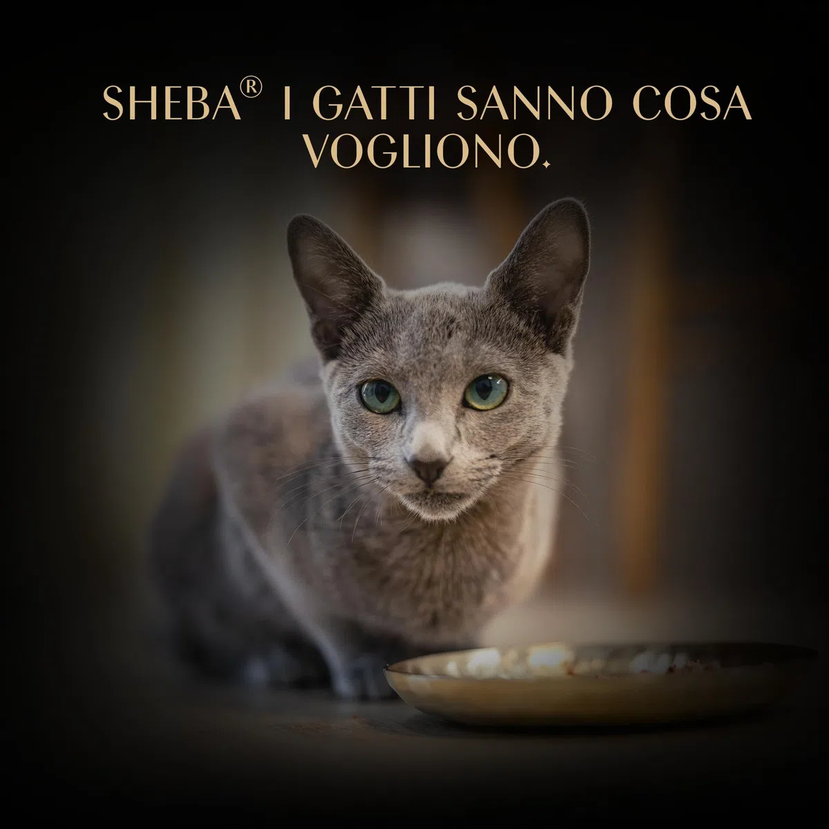Cibo per gatti adulti SHEBA Filets gusti assortiti in salsa Vaschette 6x60g, confezione da 6