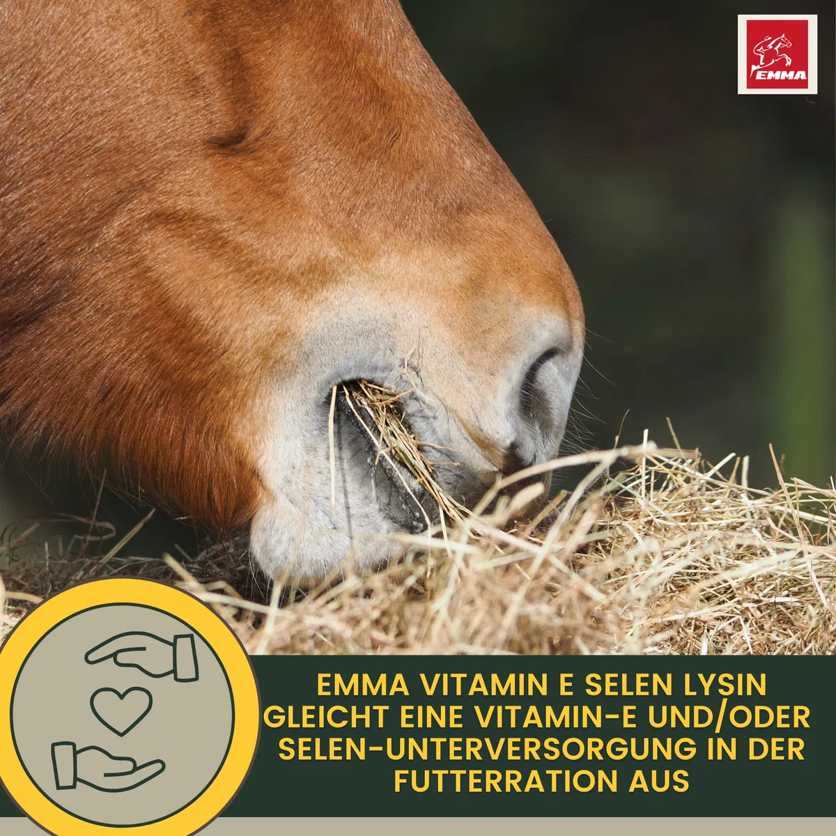 Vitamina E Cavallo I Selenio Cavallo I Vitamina E Selenio Lisina Cavallo I VIT E Mangime supplementare Booster energetico Muscolo I Costituzione muscolare I mangime Senior Selenio altamente dosato 1L
