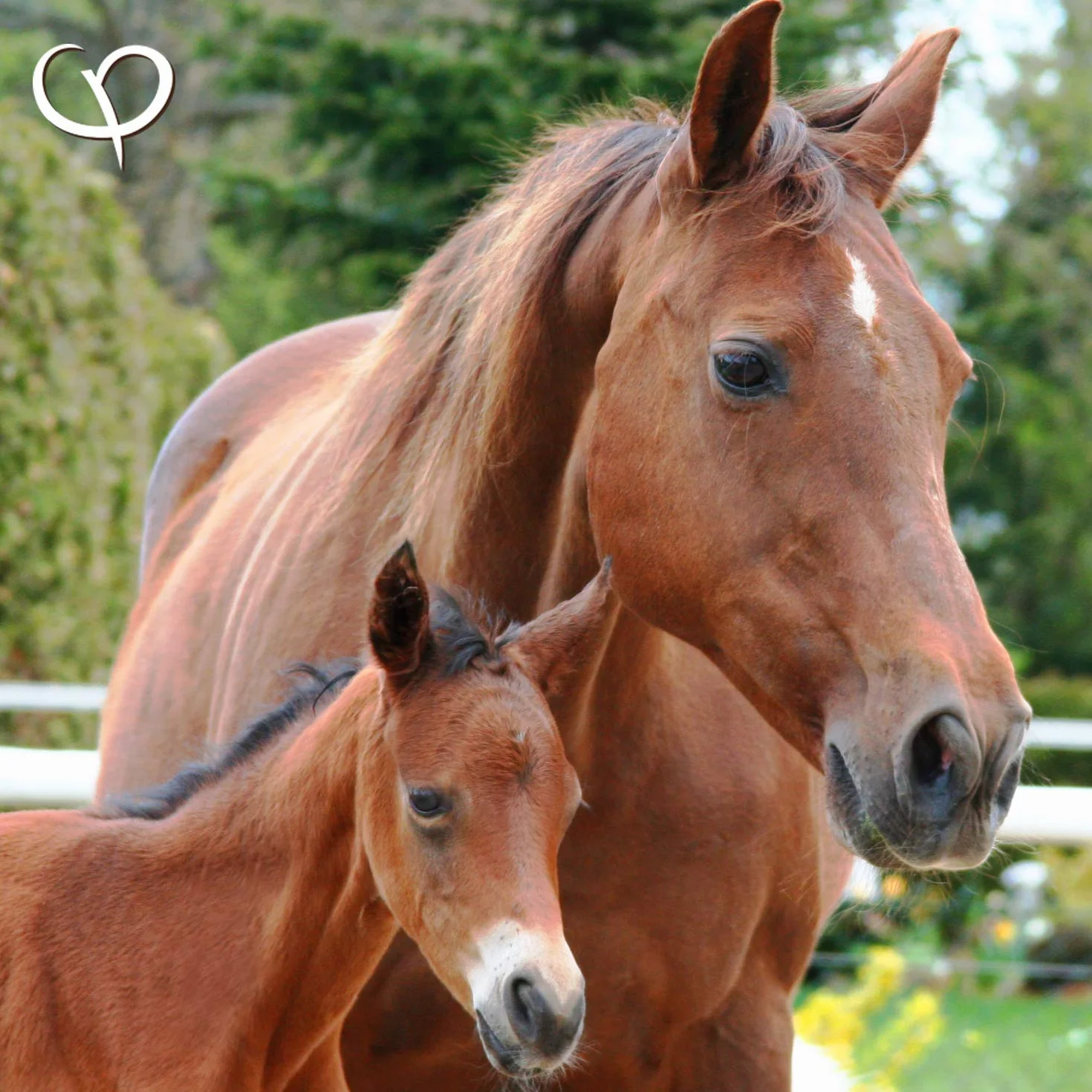 GOLDEN PEANUT Semi di psillio indiani purezza del 99% - per cavalli e pony 3 kg, riabilitazione dell'intestino, nutrire naturalmente