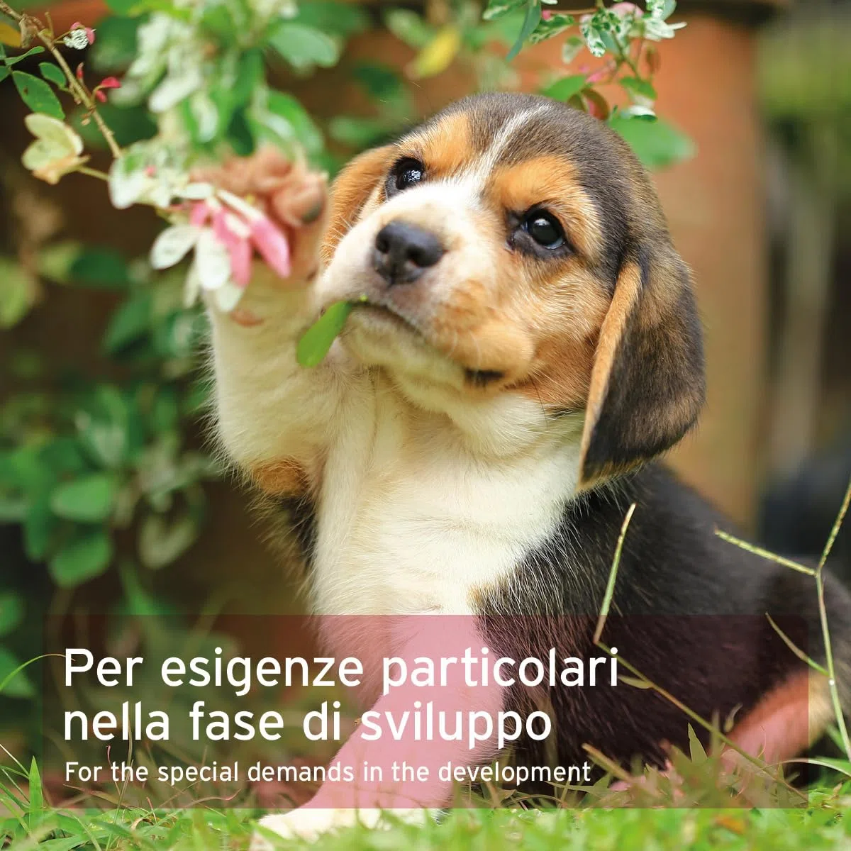 AniForte Junior Active per Cuccioli e Giovani Cani 250g - per Ossa, tendini, legamenti, Sviluppo dei Denti di Cuccioli e Giovani Cani. Integratore per Cuccioli con Calcio, vitamine e minerali