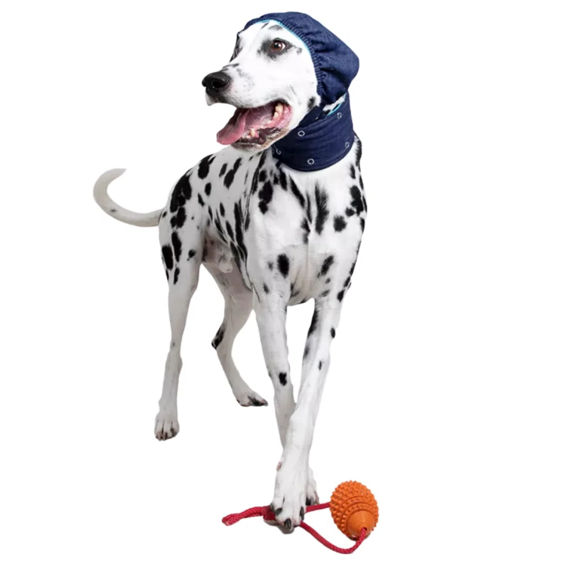 MPS Medical Pet Shirt, Head Cover, Cane, M