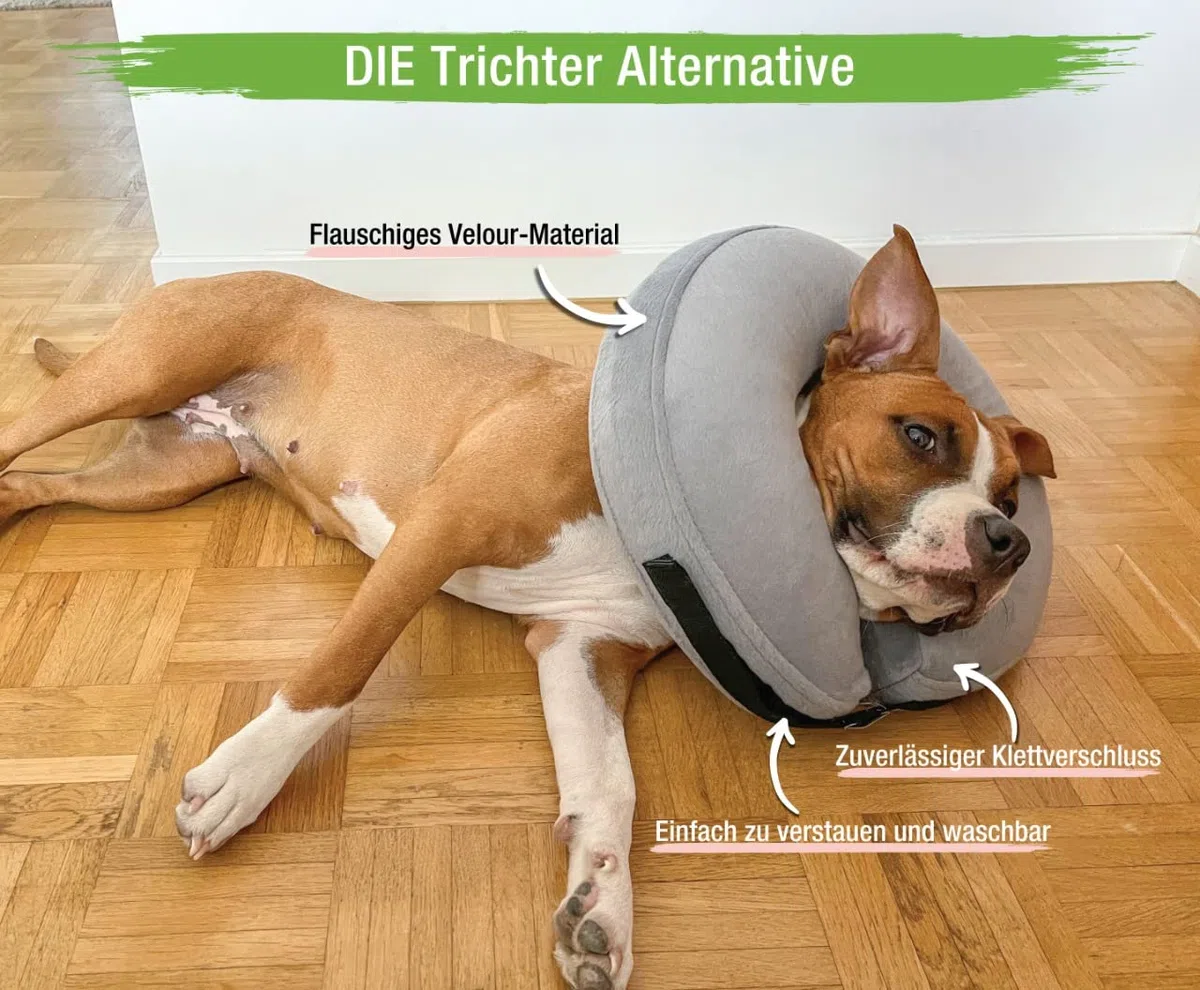 MC-Royal Nuovo: Collare Premium - Collare Gonfiabile per Cani e Gatti [Protezione Affidabile] - Protezione dalle Perdite del Cane - Collare di Protezione del Cane (Grigio)