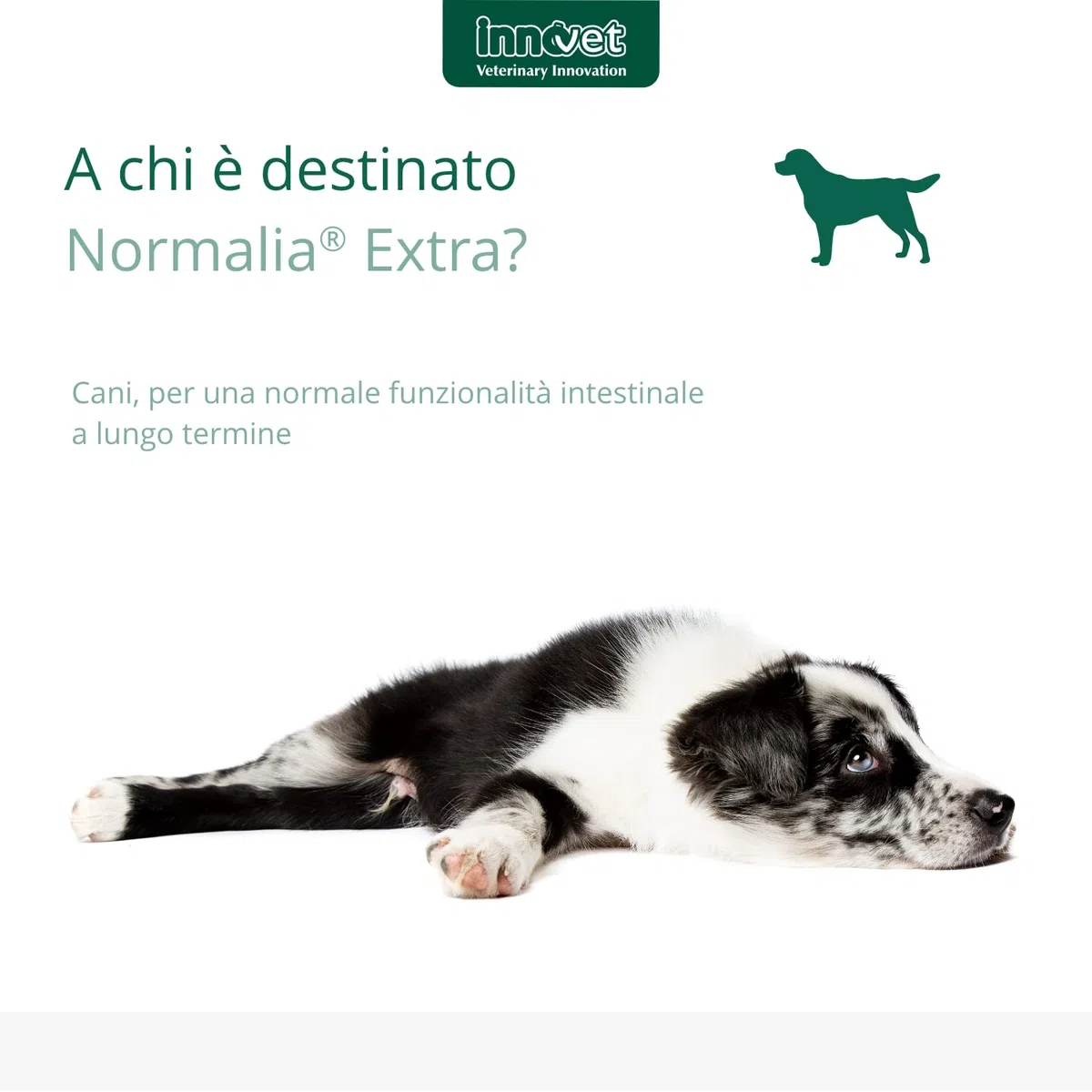 Normalia Extra per Cani – Supporto Intestinale Avanzato – con Probiotici, Colostro Bovino e PEA-um – Aiuta la Consistenza delle Feci e l’Equilibrio della Microflora Intestinale – 30 cpr