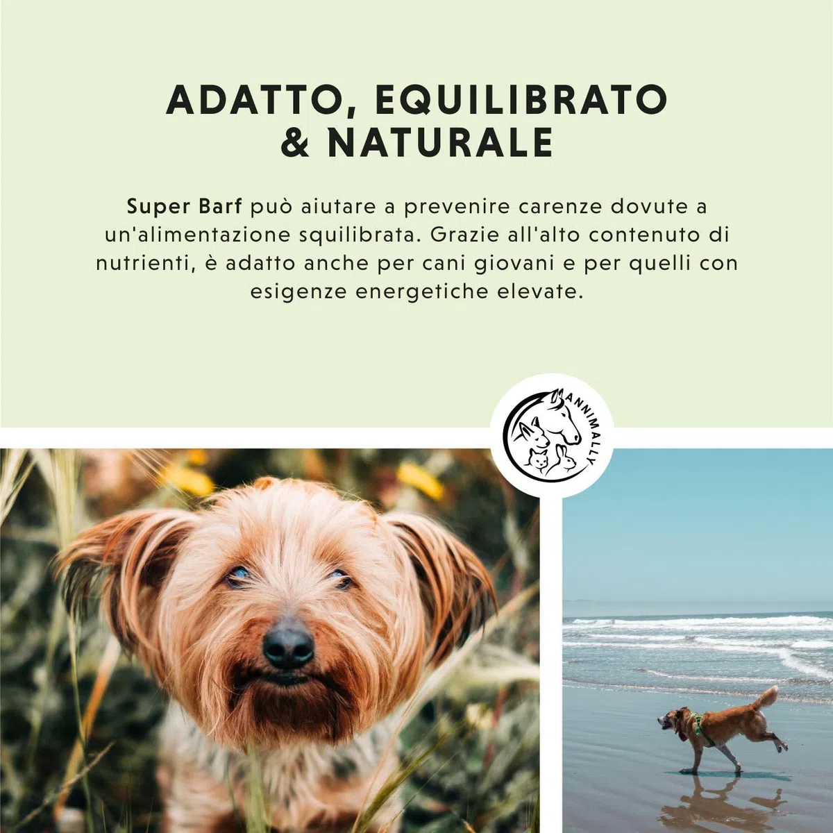 Barf Polvere Aggiuntiva per Cani 1 kg, Barf Complete Mix di Vitamine e Minerali per un'ottimale apporto di nutrienti - Integratore di Minerali per Cani con Verdure, Frutta e Vitamine