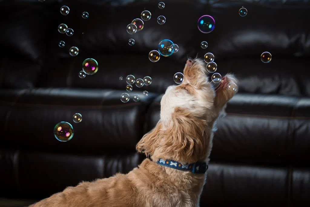 Puppy Love Bubbles, bolle profumate al burro di arachidi da 113,4 g, confezione da 2 bottiglie al gusto di burro di arachidi per cani