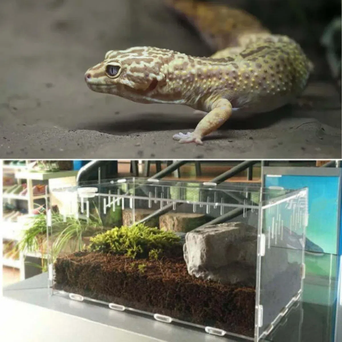 Reptil - Scatola di alimentazione in acrilico, 30 x 20 x 15 cm, per terrario, per insetti e rettili, terrario, per tartarughe d'acqua, ragni, criceti, granchio eremita, lucertola