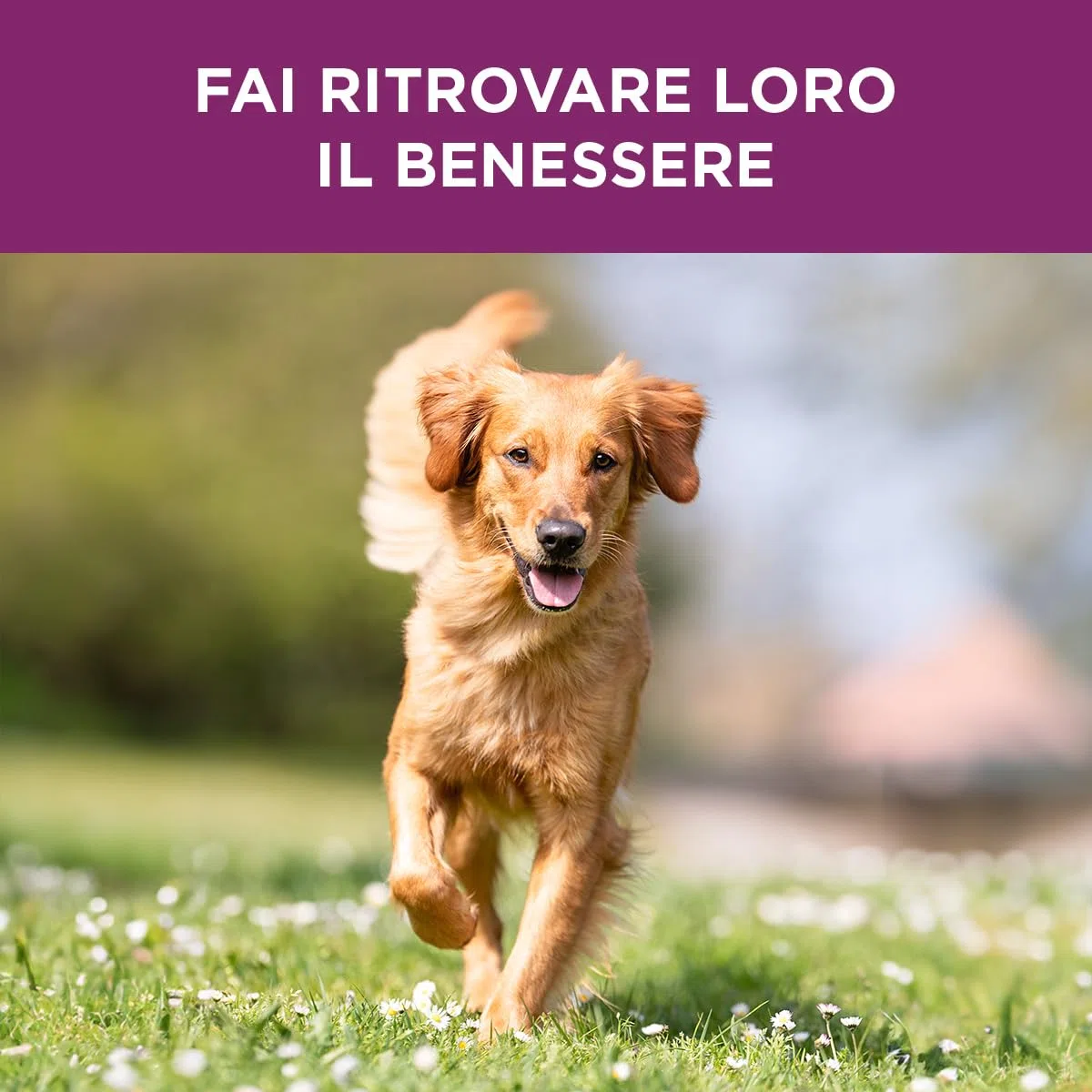 Glico 30 Bustine - Mangime Complementare Ipocalorico, Contribuisce al Mantenimento del Peso Corporeo Ideale, Contribuendo A Ridurre I Rischi Associati al Sovrappeso E All'Obesità del Cane.