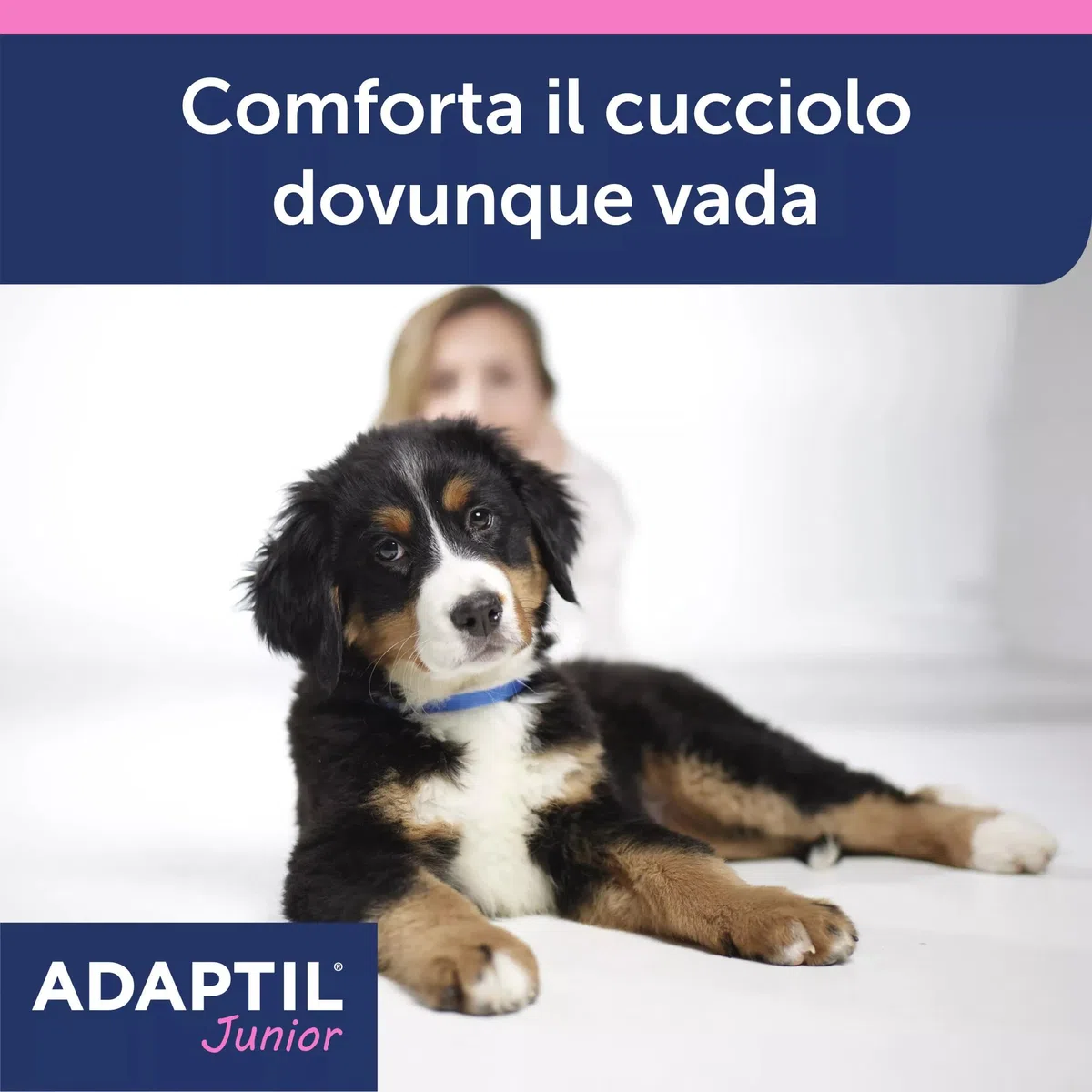 ADAPTIL JUNIOR COLLARE