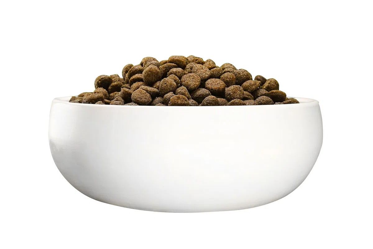 Green Petfood InsectDog Sensitive con insetti e riso (1 x 10 kg), per adulti, cibo secco di alta qualità per cani sensibili adulti, insetti come unica proteina animale, senza frumento, confezione da 1