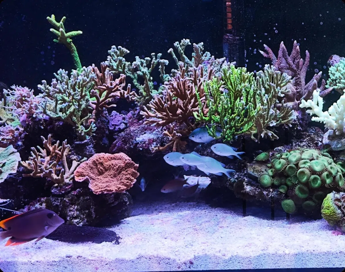 Maxspect Nano Tech BIO Sand 5KG Aragonite + BIO Spheres Acquario Reef BARRIERA E Malawi CICHLIDI