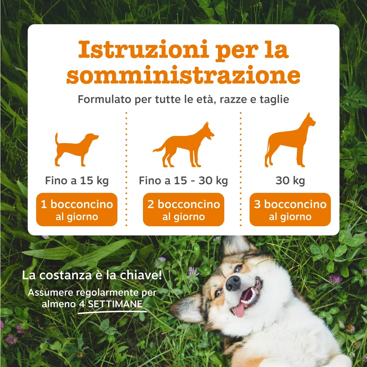 Zesty Paws Calming per Cani – Supporto per Ansia da Separazione, Stress e Iperattività – Favorisce Relax e Benessere – con Ashwagandha e L-Triptofano – Uso Quotidiano – 90 Bocconcini