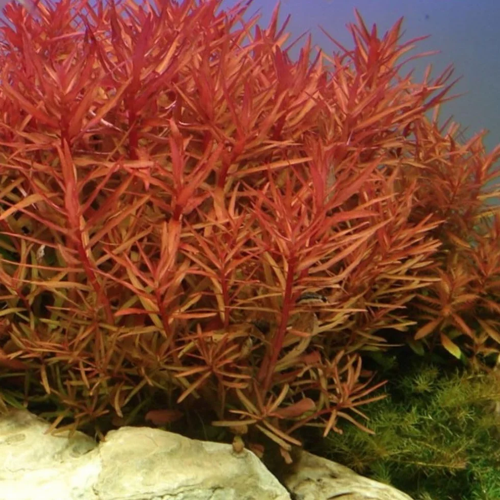 AquaOne Piante per Acquario I 5 x Piante Acquatiche I Piante di Acquario Colorate I Limnophila Alternanthera Ammannia Ludwigia I Piante per Fondo
