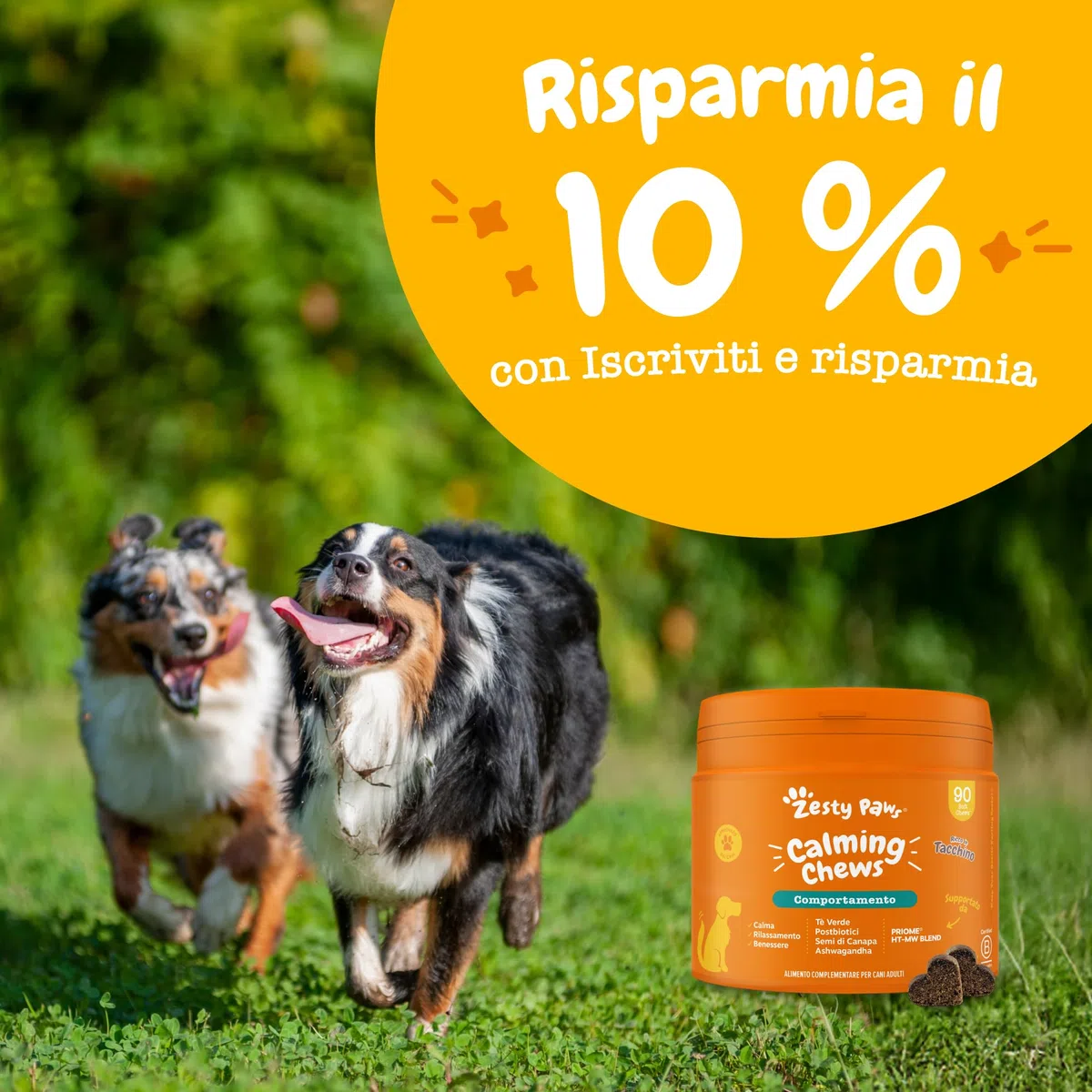 Zesty Paws Calming per Cani – Supporto per Ansia da Separazione, Stress e Iperattività – Favorisce Relax e Benessere – con Ashwagandha e L-Triptofano – Uso Quotidiano – 90 Bocconcini