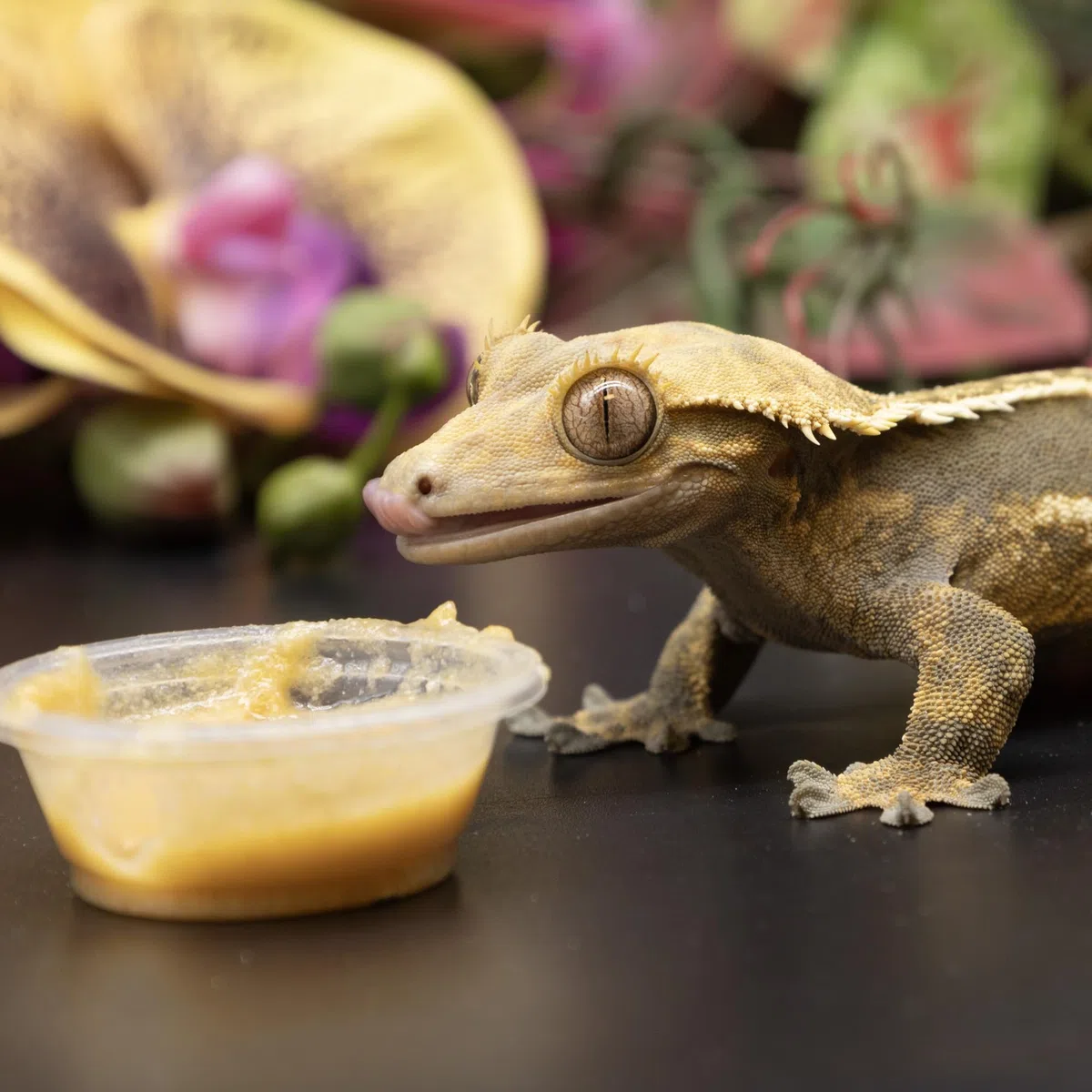 Pangea Fruit mix with insects Complete Gecko Diet – Corona Gecko Fodera