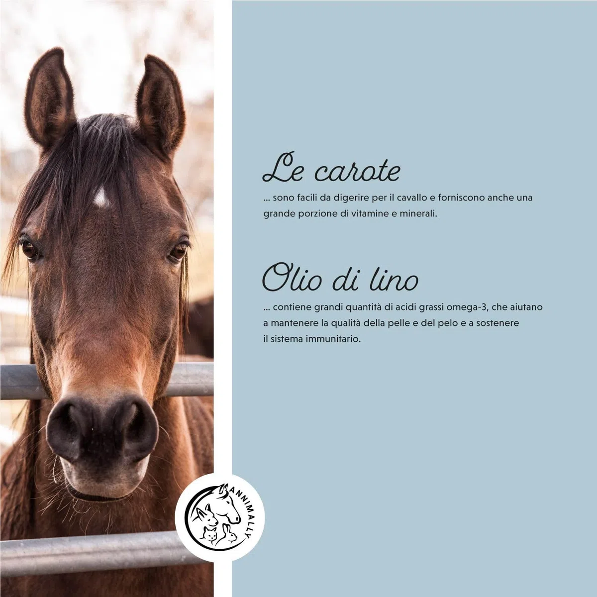 Annimally Selen, Vitamina E, L-Lisina in Polvere per Cavalli 800g - Complesso di Vitamina E, L-Lisina e Selenio per supportare la muscolatura e Le Prestazioni - Integratori per Cavalli