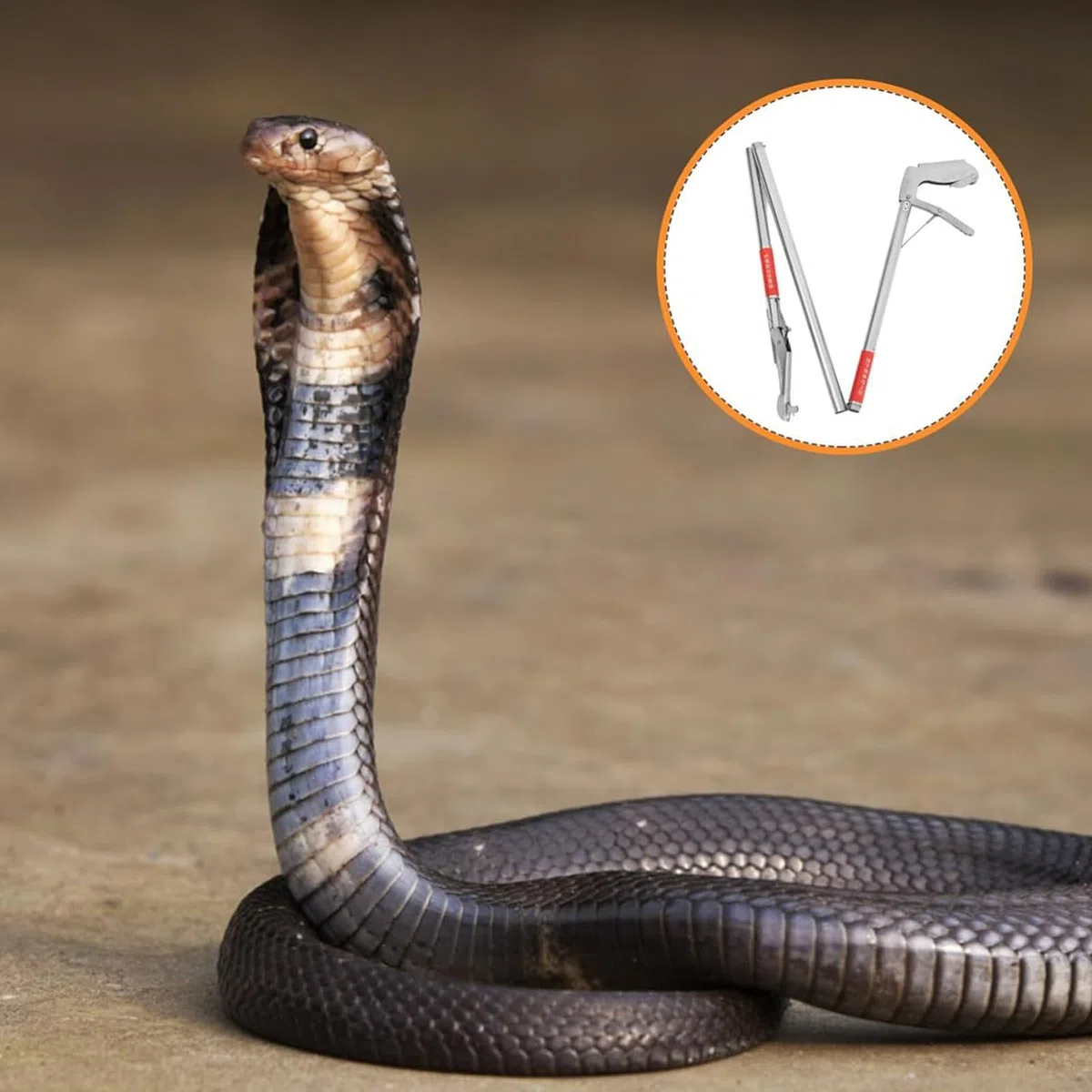 Pinze per serpenti, strumento per afferrare serpenti, in acciaio inox, pieghevole, pinza per la cattura dei granchi, strumento per afferrare i granchi, a lunga portata con impugnatura antiscivolo, per