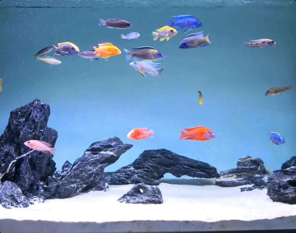 Maxspect Nano Tech BIO Sand 5KG Aragonite + BIO Spheres Acquario Reef BARRIERA E Malawi CICHLIDI