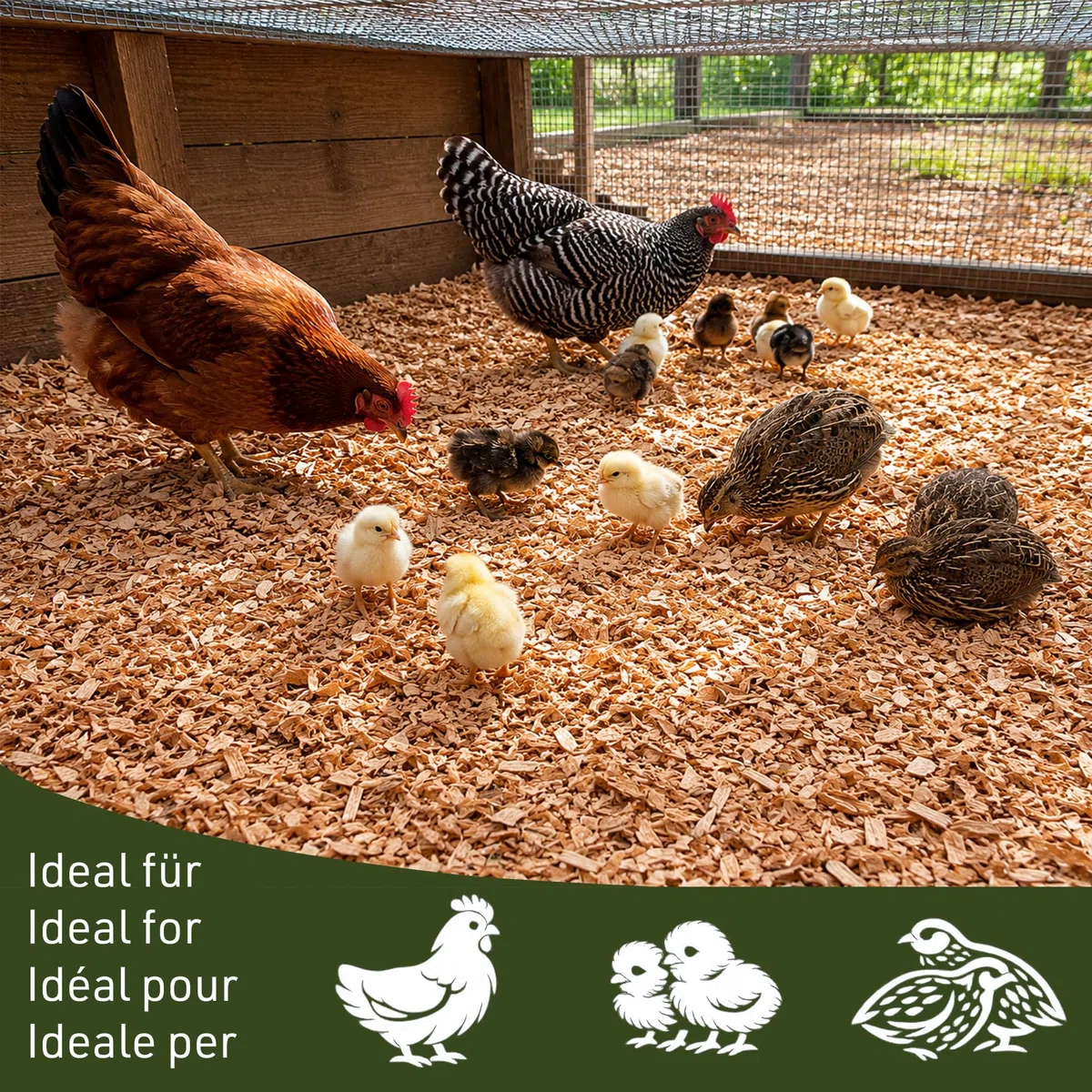 PINI Beechenhack - Lettiera igienica senza polvere, 5 kg, per pulcini, polli, quaglie, stalla ad alta assorbenza