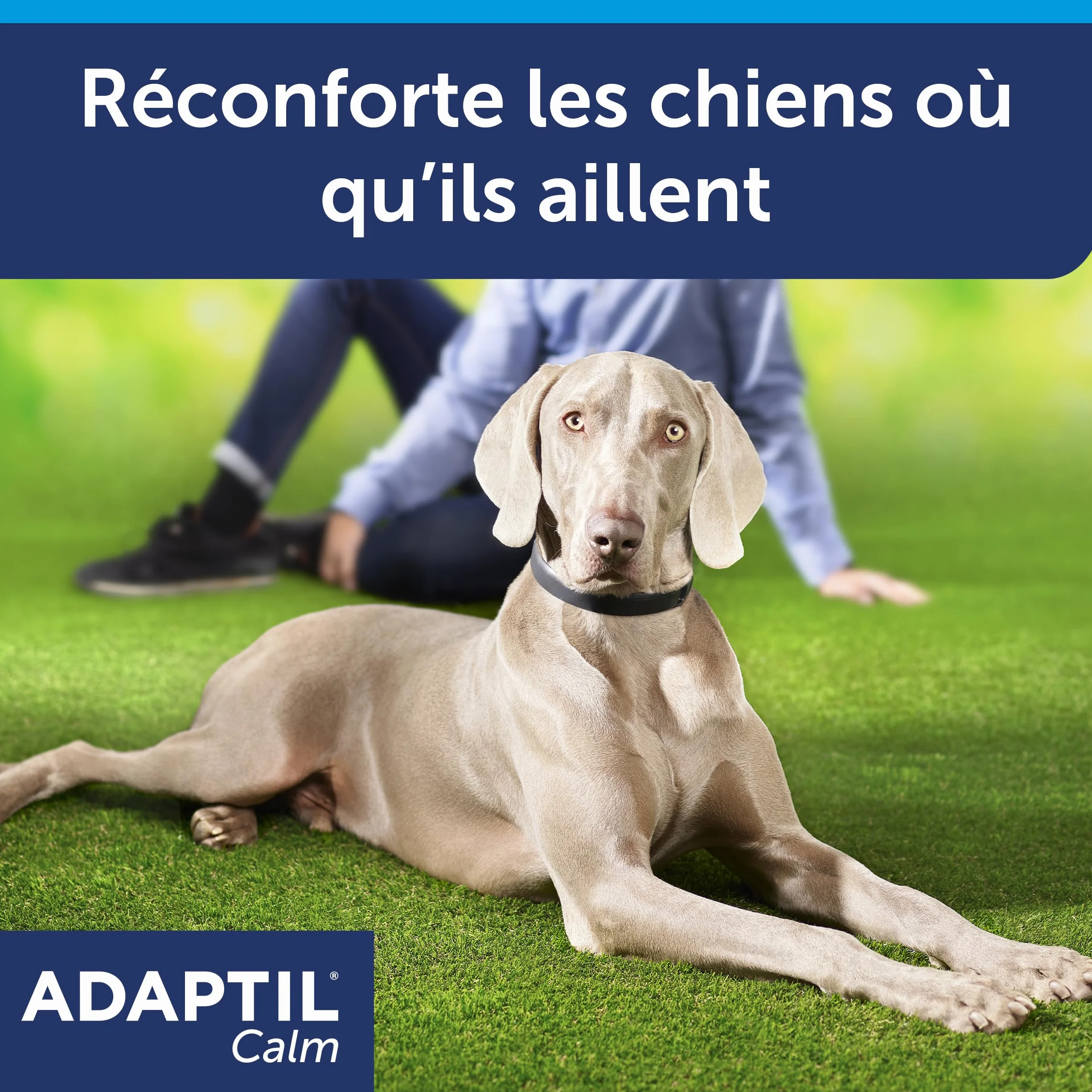 ADAPTIL Calm - Collare Antistress per Cani di Taglia Medio-Grande, Circonferenza Collo Fino a 62,5 cm