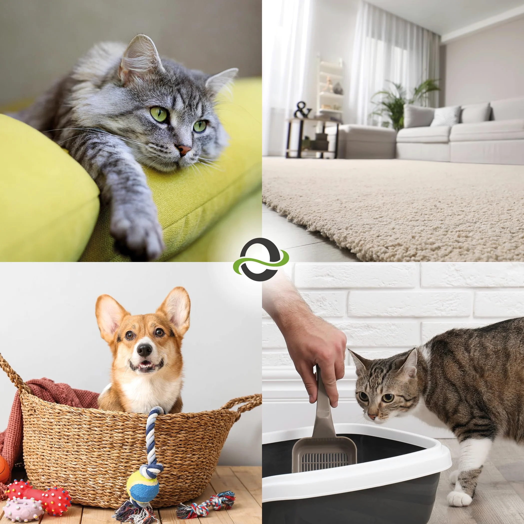 UF2000 Rimuovi Odori di Urina 2x 500 millilitro | Senza Profumo | Rimuove Efficacemente gli Odori di Urina di Cani, Gatti e Roditori