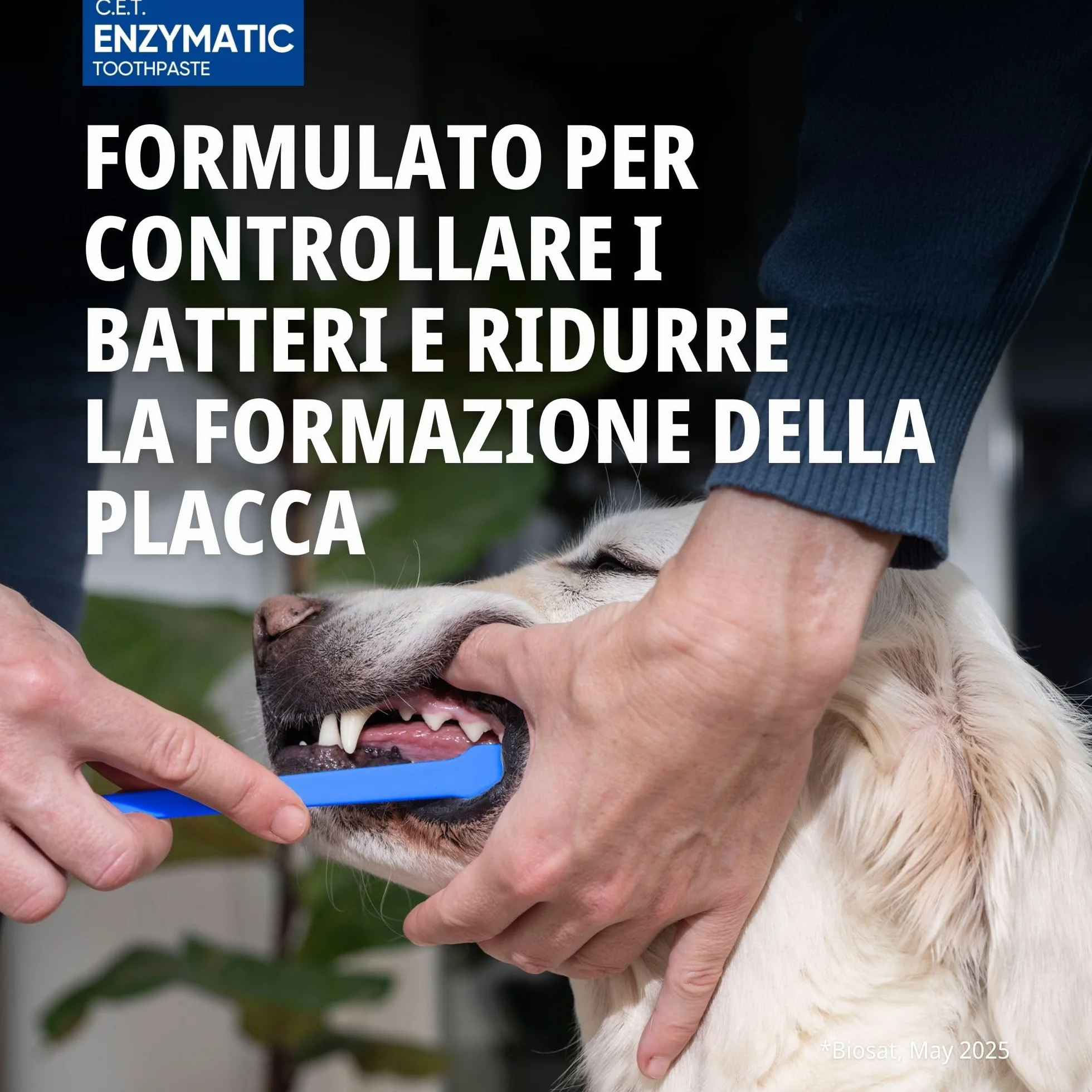 Virbac C.E.T. Dentifricio enzimatico per animali | Confezione Doppia | 2 x 70 g | Dentifricio aromatizzato al pollame per cani e gatti | Da utilizzare con uno spazzolino adatto agli animali