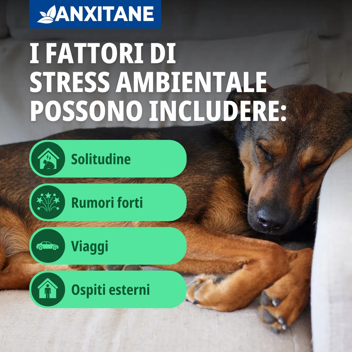 Virbac Anxitane M/L