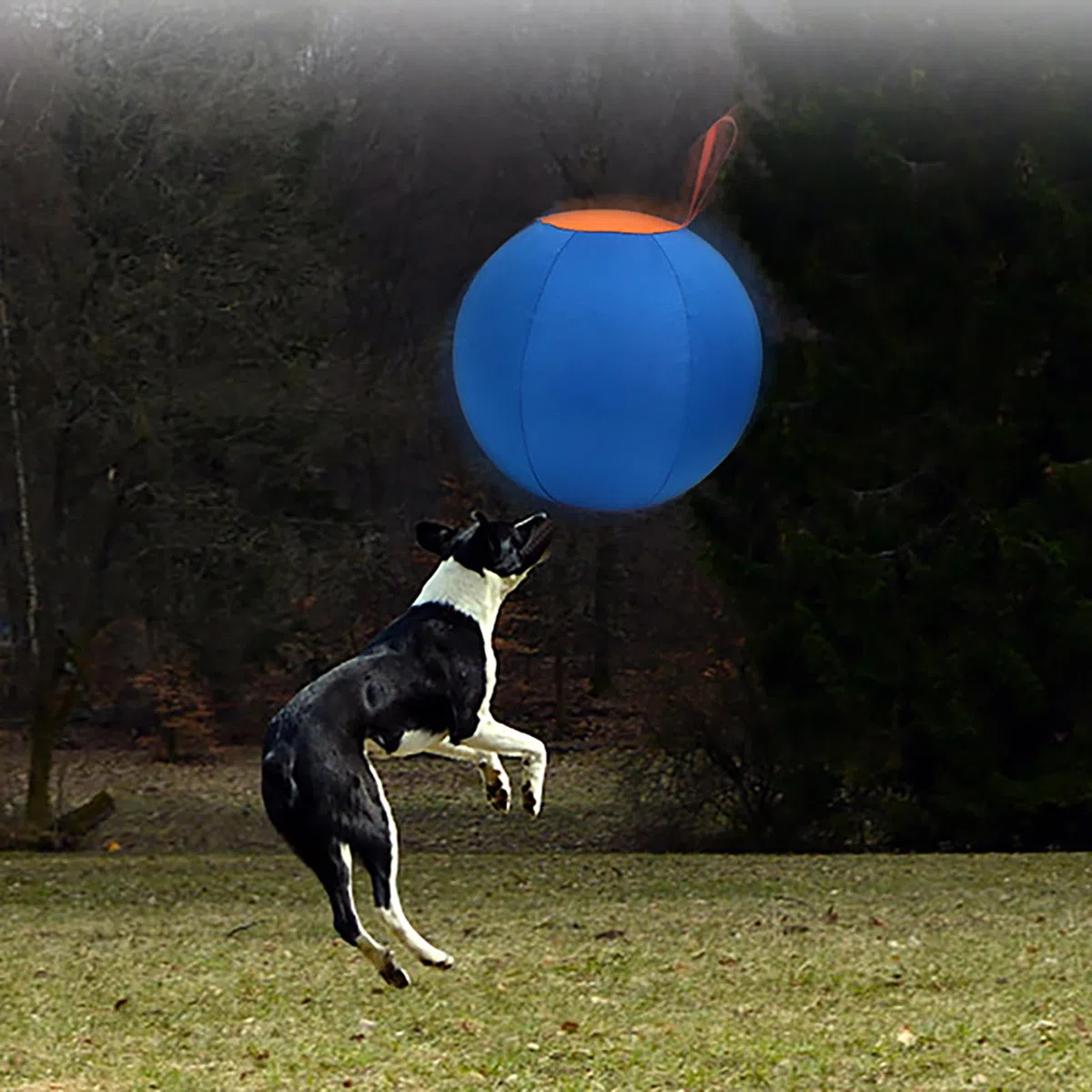 Palla da pastore per Border Collies – Herding Ball | Palla da pastore per cani | Palline grandi per cuccioli di animali domestici per esterni | Giocattolo multiuso blu per cuccioli di cane |