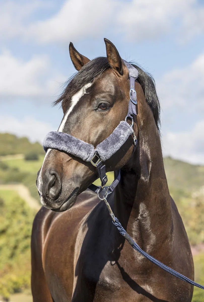 Lemieux Lemieux Comfort Headcollar - Capezze Unisex Adulto