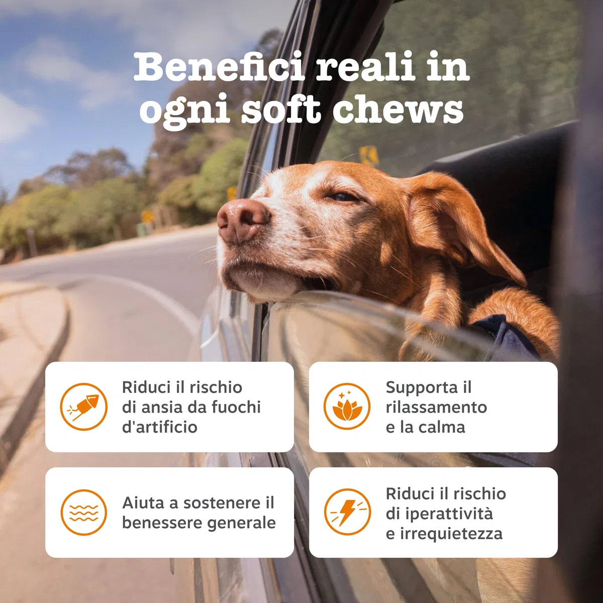 Zesty Paws Calming per Cani – Supporto per Ansia da Separazione, Stress e Iperattività – Favorisce Relax e Benessere – con Ashwagandha e L-Triptofano – Uso Quotidiano – 90 Bocconcini