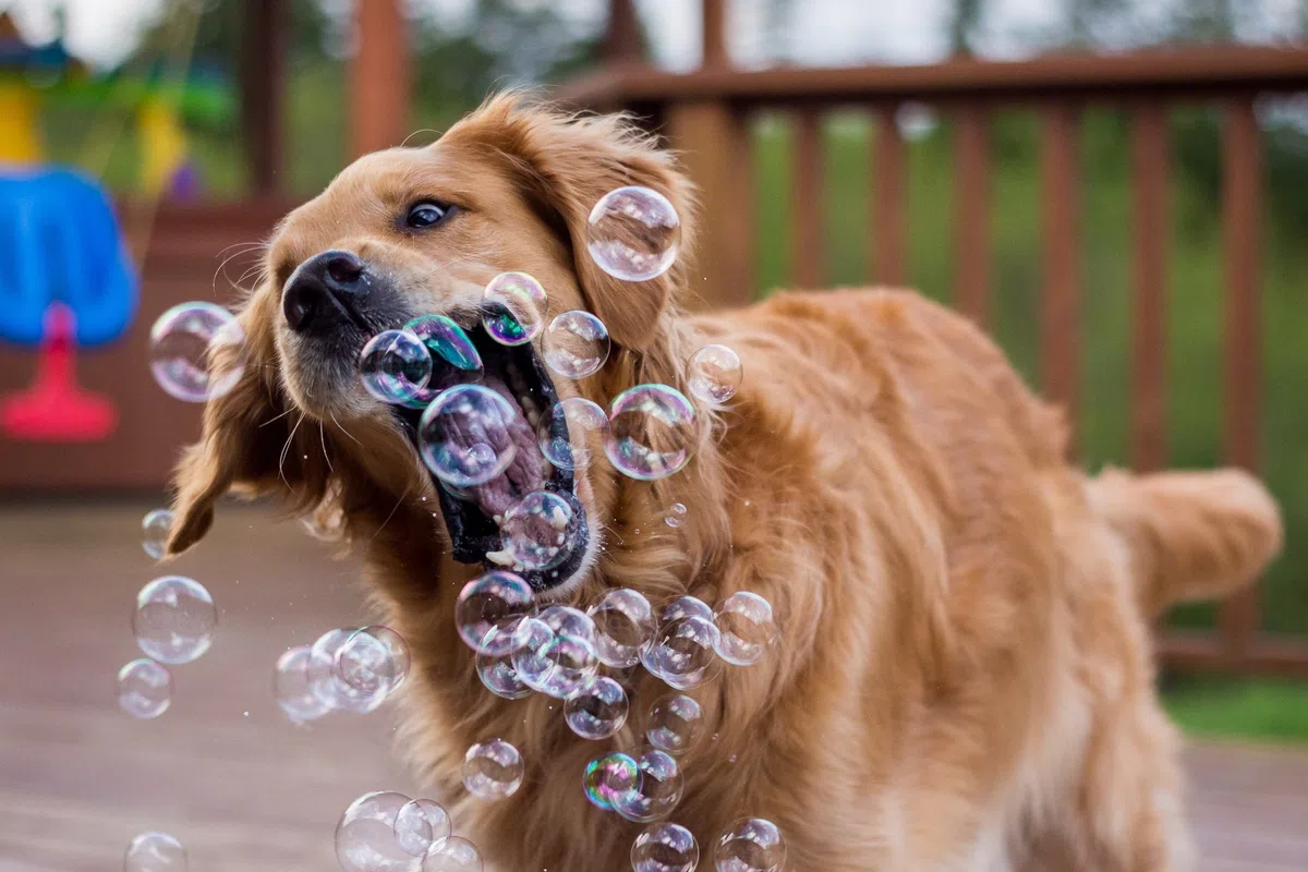Puppy Love Bubbles, bolle profumate al burro di arachidi da 113,4 g, confezione da 2 bottiglie al gusto di burro di arachidi per cani