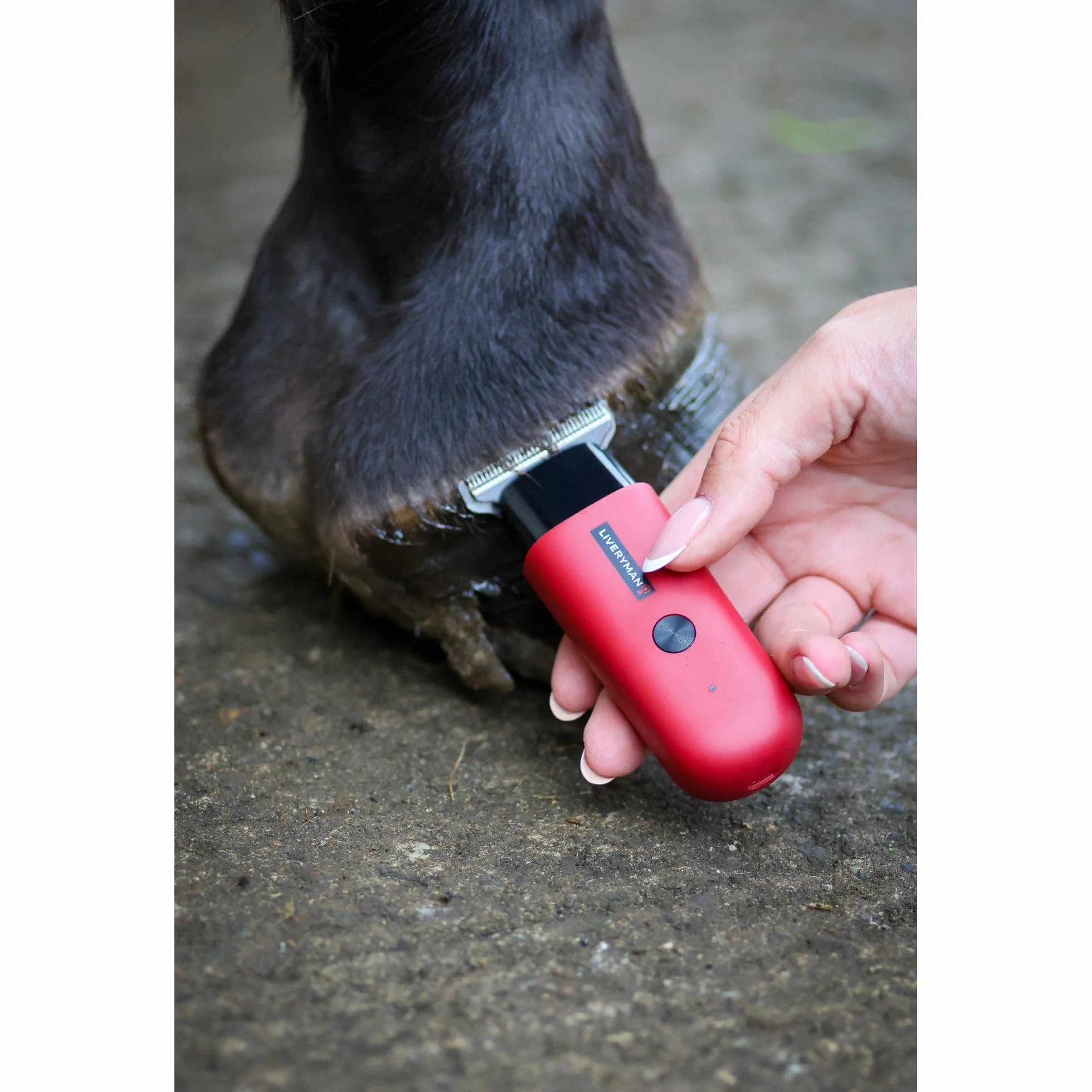 Liveryman Pettirosso Trimmer